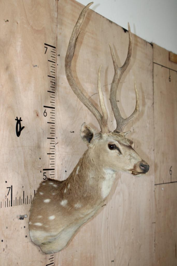 AXIS DEER Shoulder Mount - 4