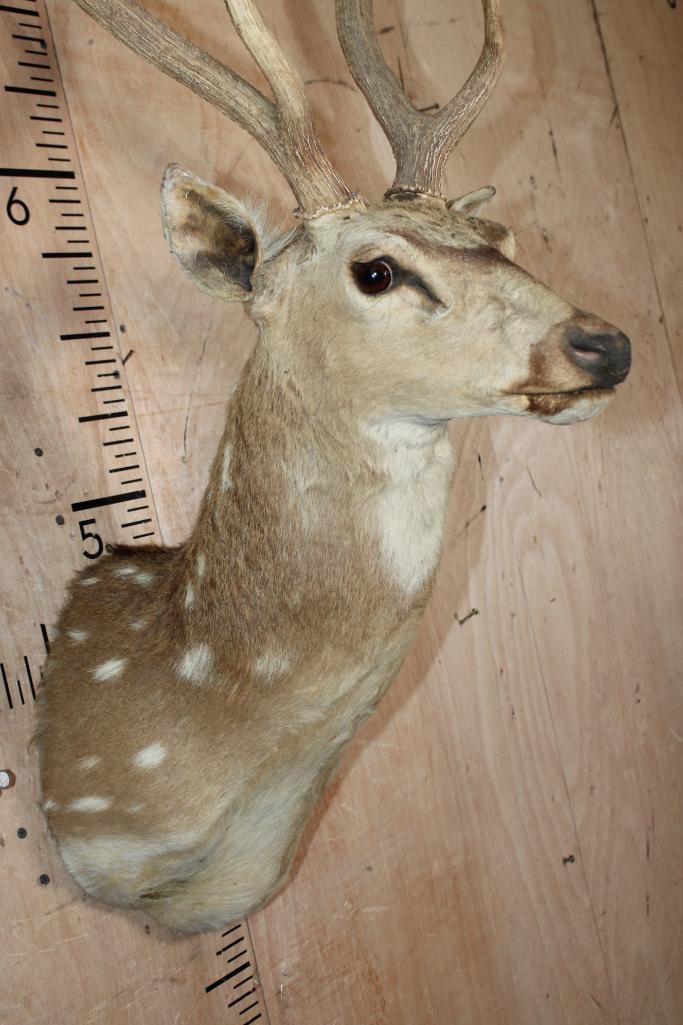 AXIS DEER Shoulder Mount - 5