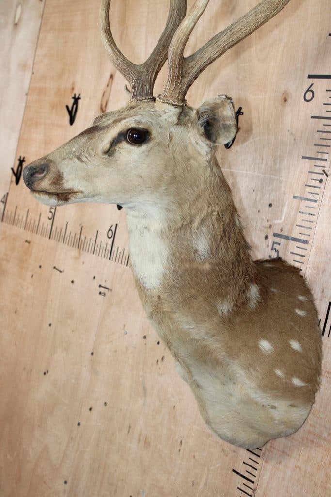 AXIS DEER Shoulder Mount - 6