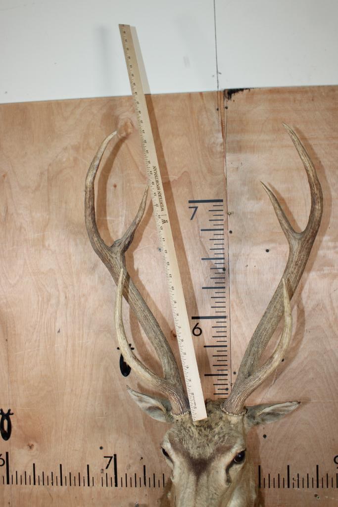 AXIS DEER Shoulder Mount - 7
