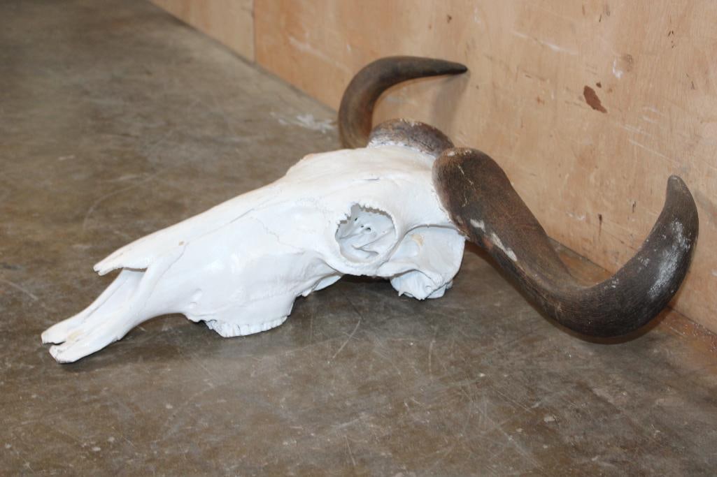 BLUE WILDEBEEST Skull - 2