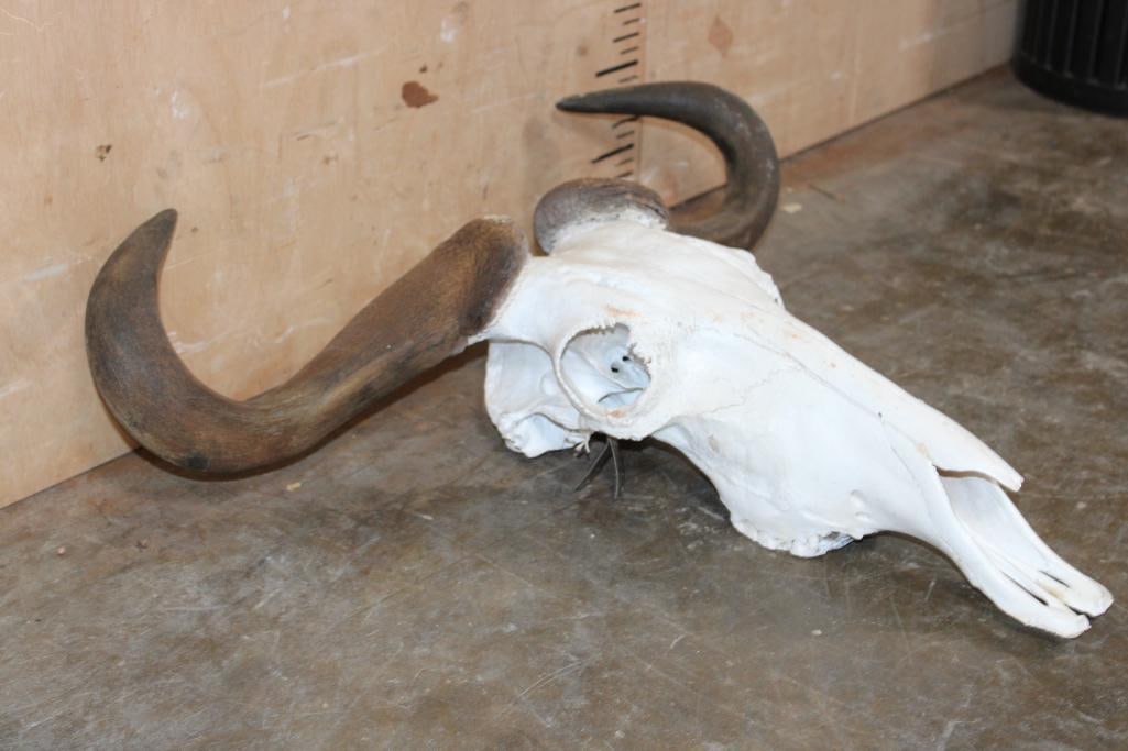 BLUE WILDEBEEST Skull - 3