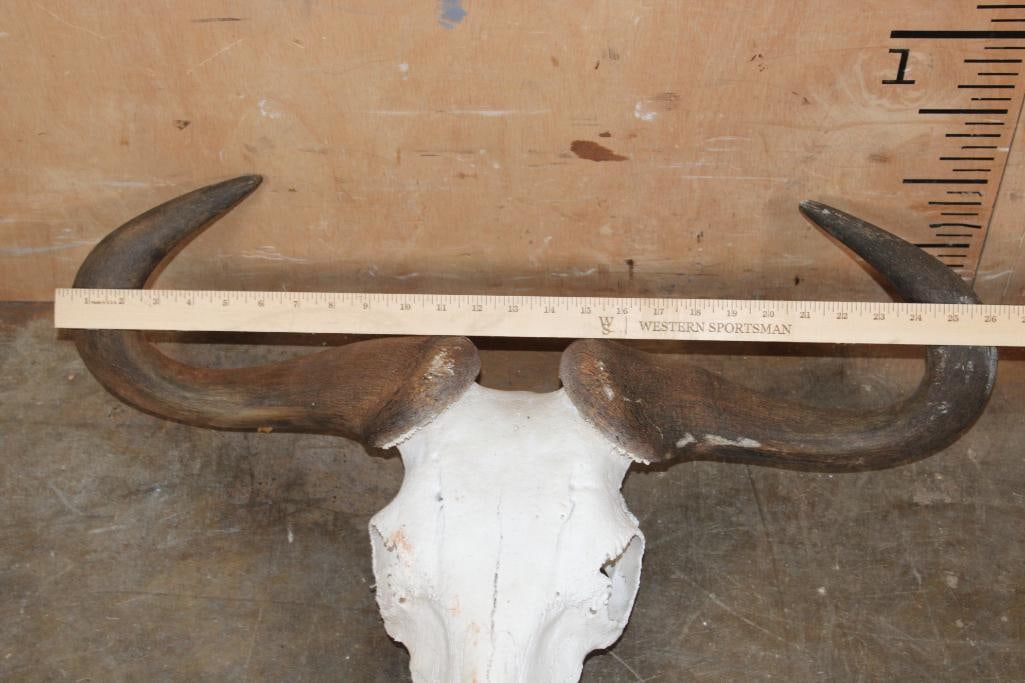 BLUE WILDEBEEST Skull - 4