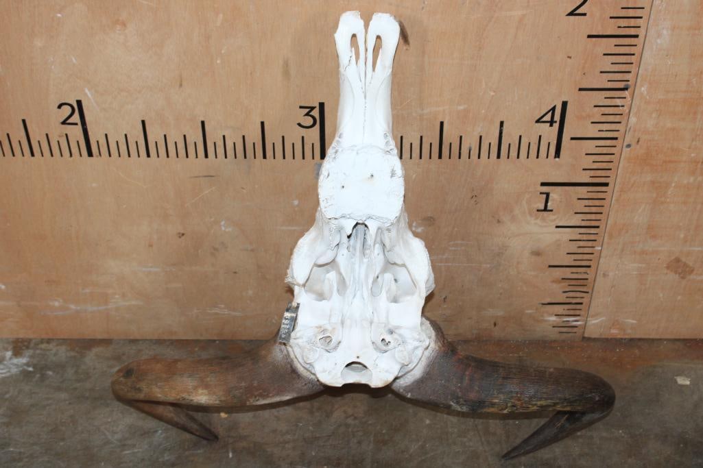 BLUE WILDEBEEST Skull - 5
