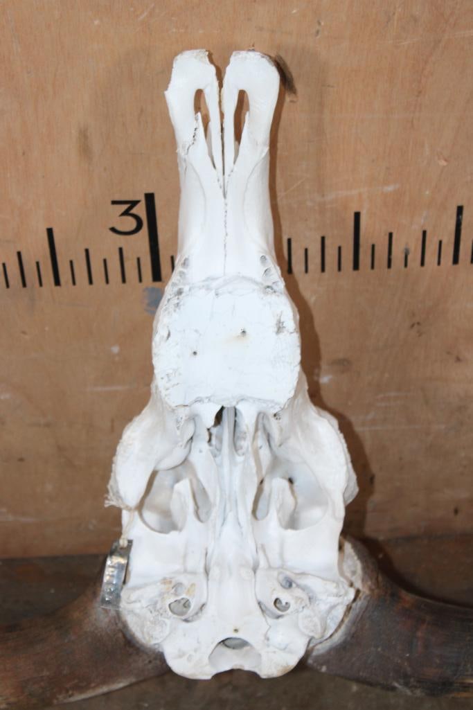 BLUE WILDEBEEST Skull - 6