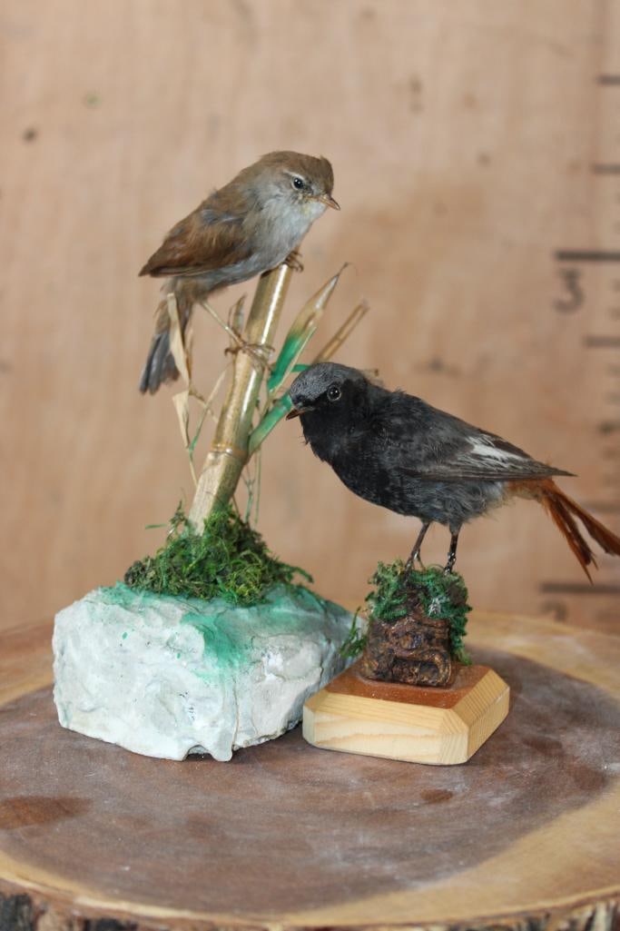 (1) BLACK REDSTART with (1) CETTI'S WARBLER Displayed in a Glass Cloche - 2