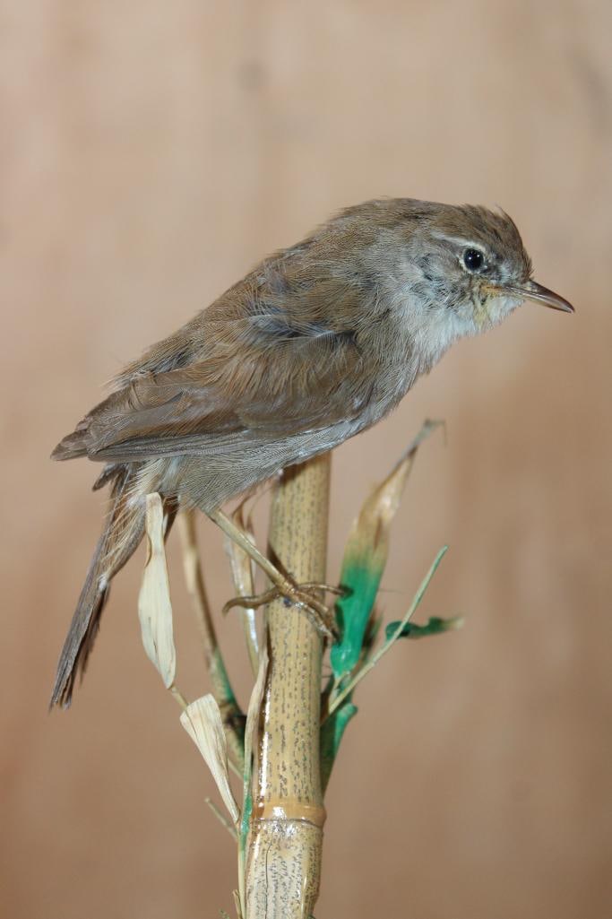 (1) BLACK REDSTART with (1) CETTI'S WARBLER Displayed in a Glass Cloche - 3