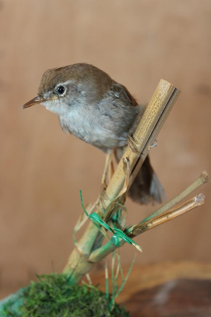 (1) BLACK REDSTART with (1) CETTI'S WARBLER Displayed in a Glass Cloche - 4