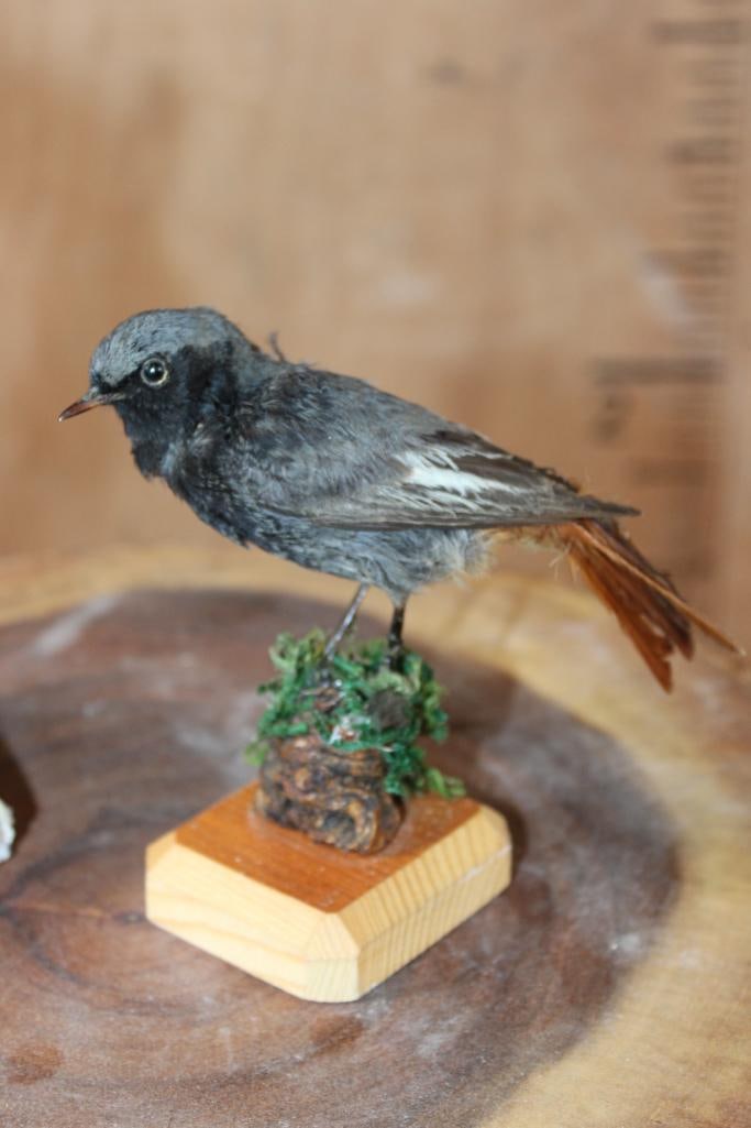 (1) BLACK REDSTART with (1) CETTI'S WARBLER Displayed in a Glass Cloche - 5
