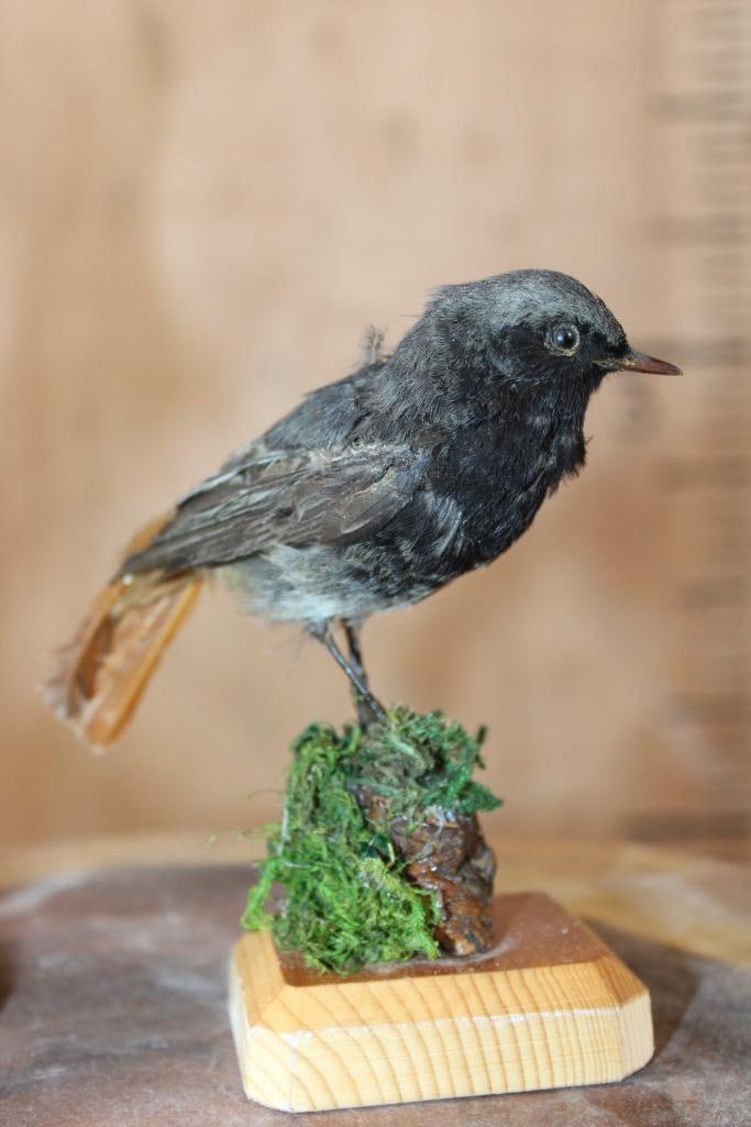 (1) BLACK REDSTART with (1) CETTI'S WARBLER Displayed in a Glass Cloche - 7