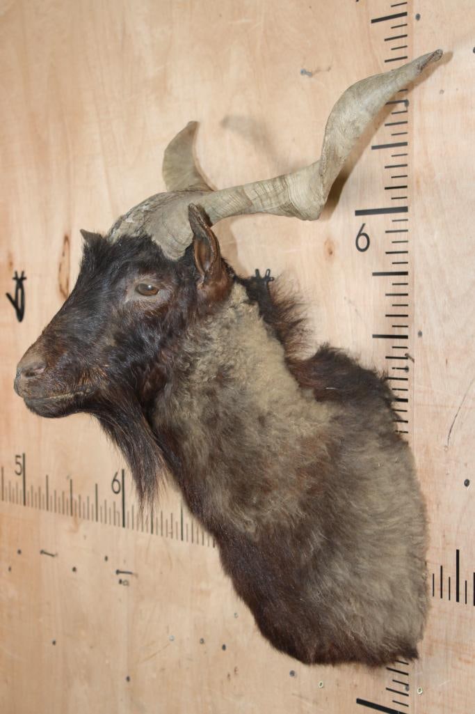CATALINA GOAT Shoulder Mount - 2