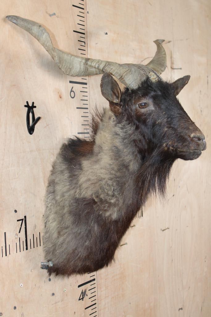 CATALINA GOAT Shoulder Mount - 3