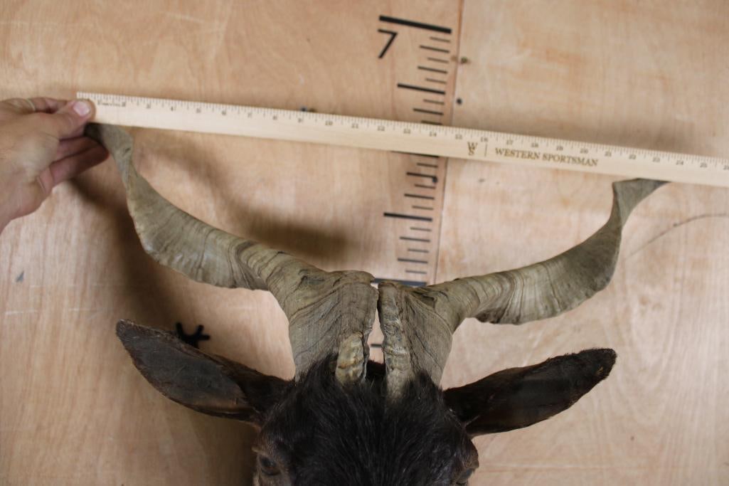 CATALINA GOAT Shoulder Mount - 4