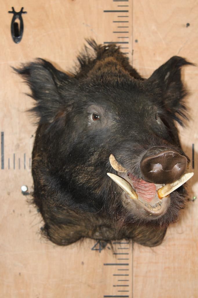 "Smiling" WILD BOAR or FERAL HOG Shoulder Mount - 2