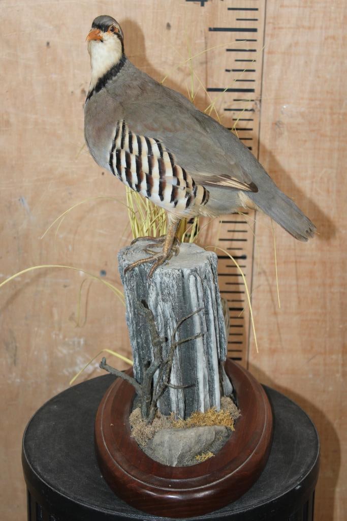 CHUKAR PARTRIDGE Perched on a Decorative Wood Base - 2