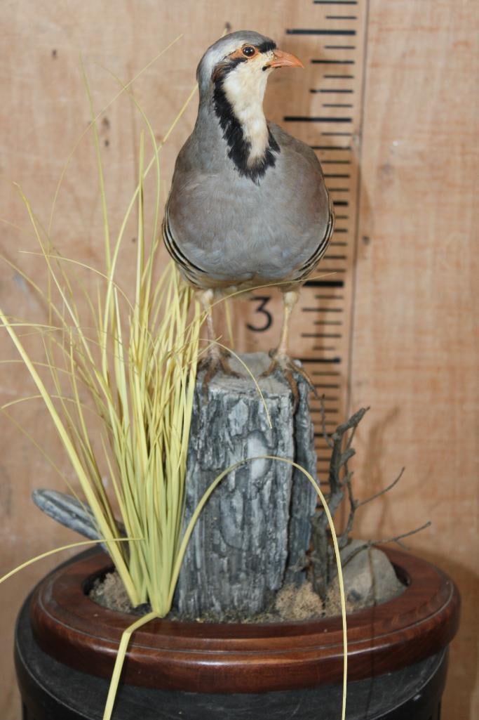 CHUKAR PARTRIDGE Perched on a Decorative Wood Base - 3
