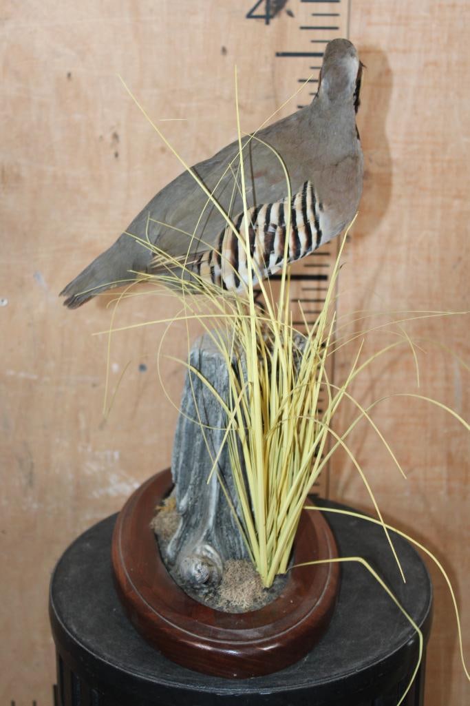 CHUKAR PARTRIDGE Perched on a Decorative Wood Base - 4