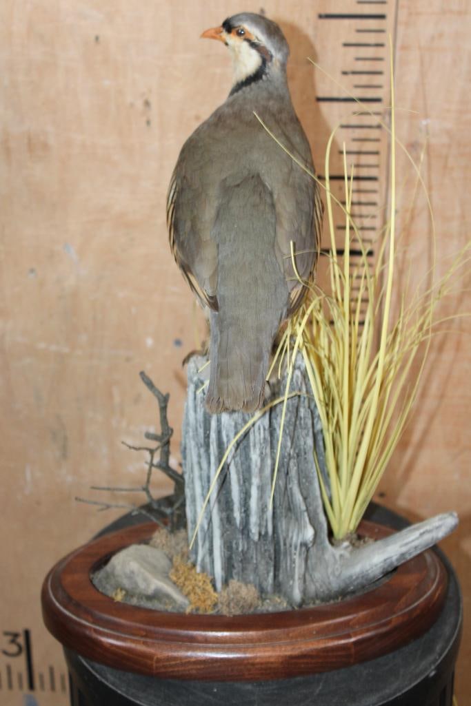 CHUKAR PARTRIDGE Perched on a Decorative Wood Base - 5