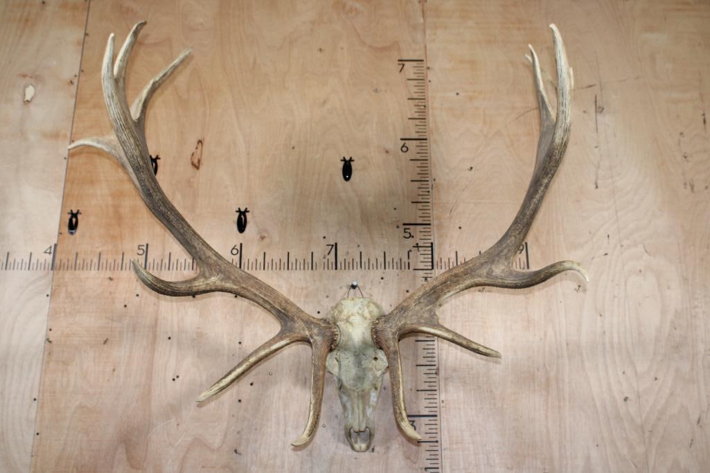 XXL ELK Skull with Palmated Antlers - 2