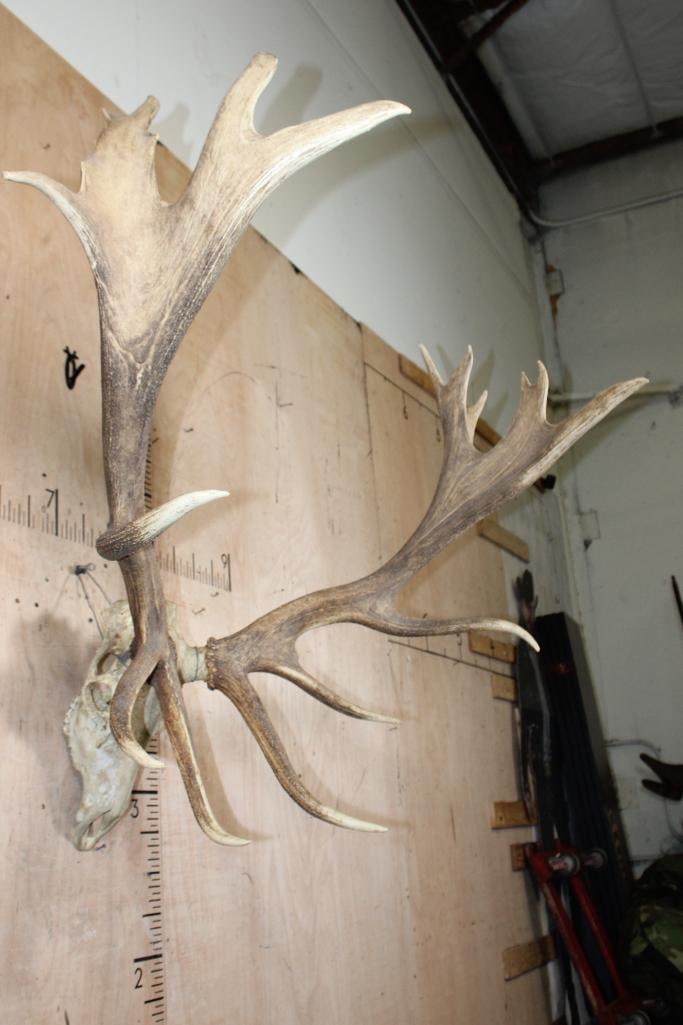 XXL ELK Skull with Palmated Antlers - 3