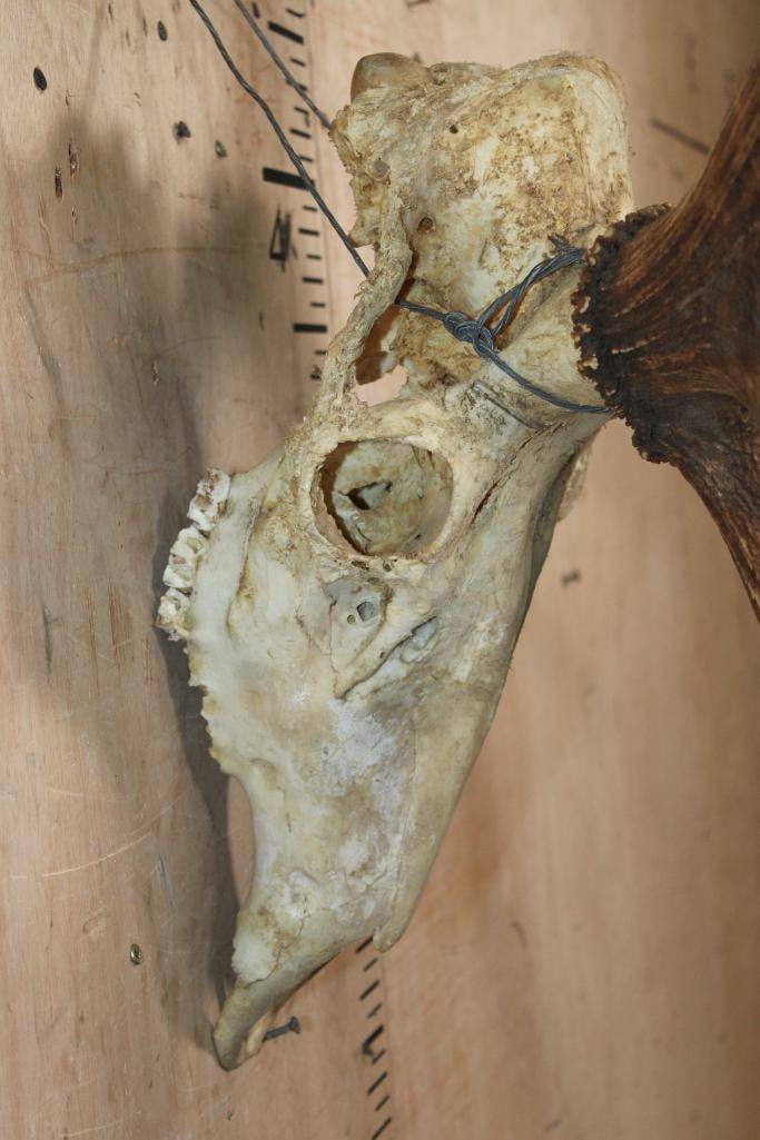 XXL ELK Skull with Palmated Antlers - 4