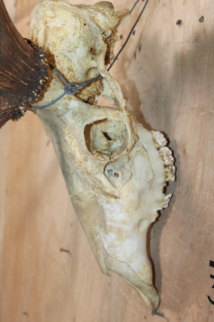 XXL ELK Skull with Palmated Antlers - 5