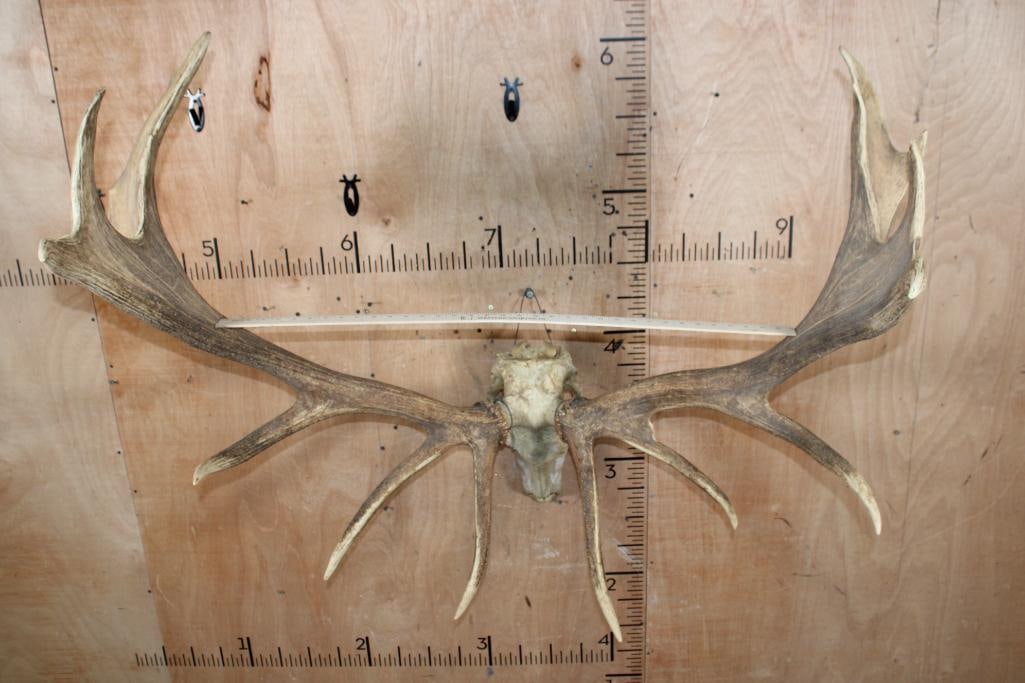 XXL ELK Skull with Palmated Antlers - 6