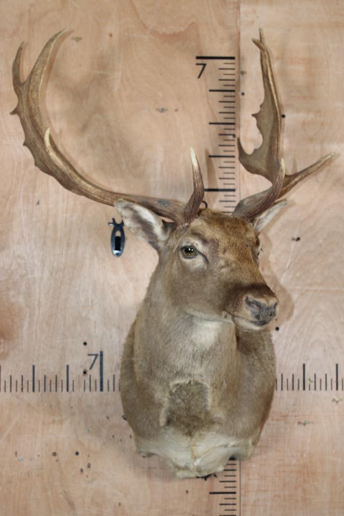 13-Point FALLOW DEER Shoulder Mount - 2