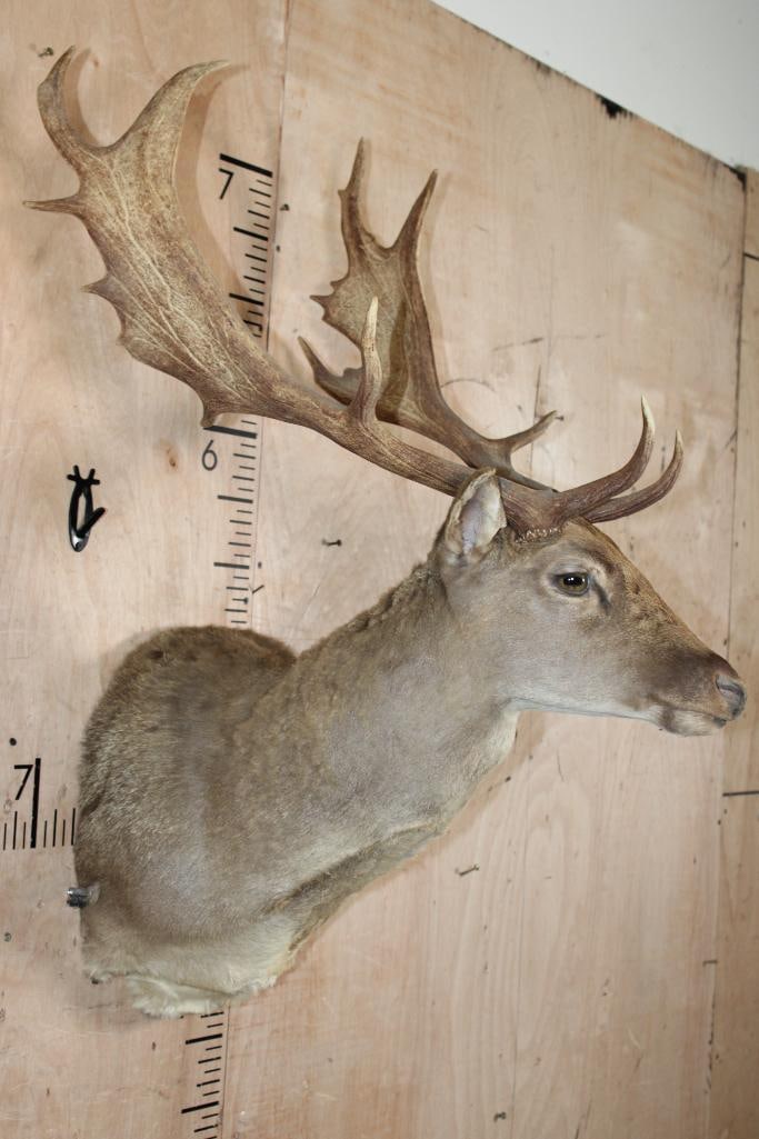 13-Point FALLOW DEER Shoulder Mount - 3