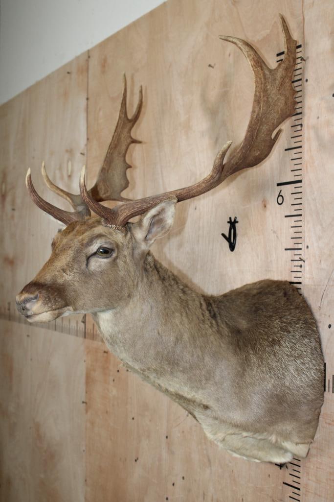 13-Point FALLOW DEER Shoulder Mount - 4
