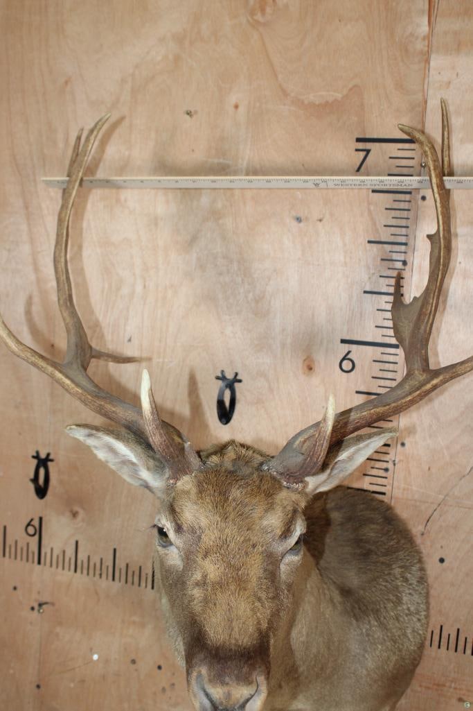 13-Point FALLOW DEER Shoulder Mount - 5