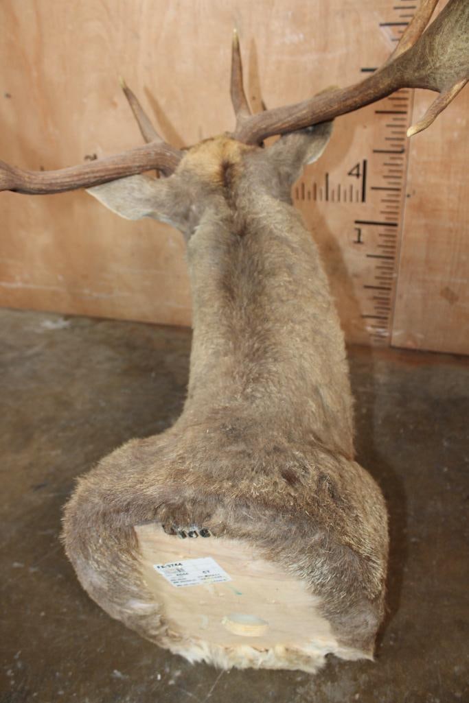 13-Point FALLOW DEER Shoulder Mount - 6