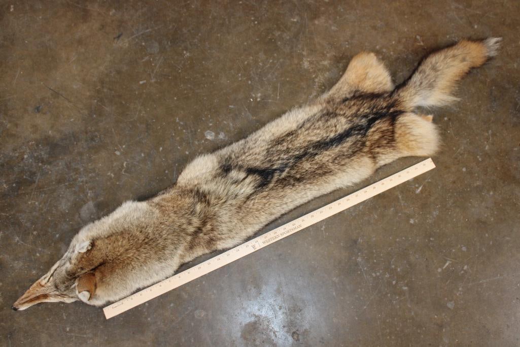 XL Soft and Tanned COYOTE Hide - 2