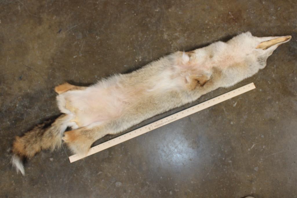 XL Soft and Tanned COYOTE Hide - 3