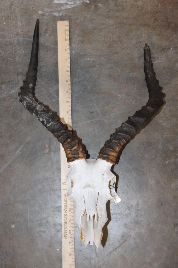 (1) IMPALA Skull and (1) BLACK WILDEBEEST Horns on a Skull Cap - 2