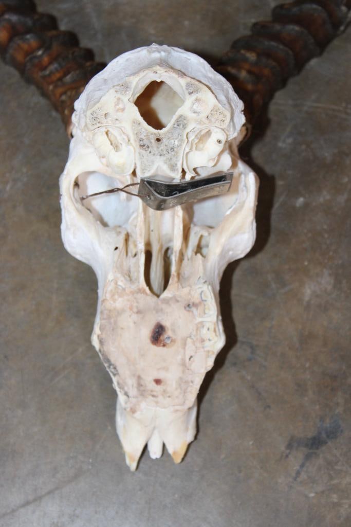 (1) IMPALA Skull and (1) BLACK WILDEBEEST Horns on a Skull Cap - 3