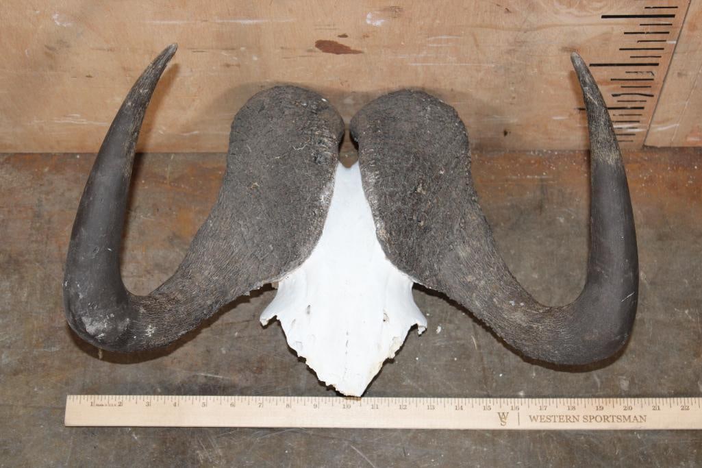 (1) IMPALA Skull and (1) BLACK WILDEBEEST Horns on a Skull Cap - 4