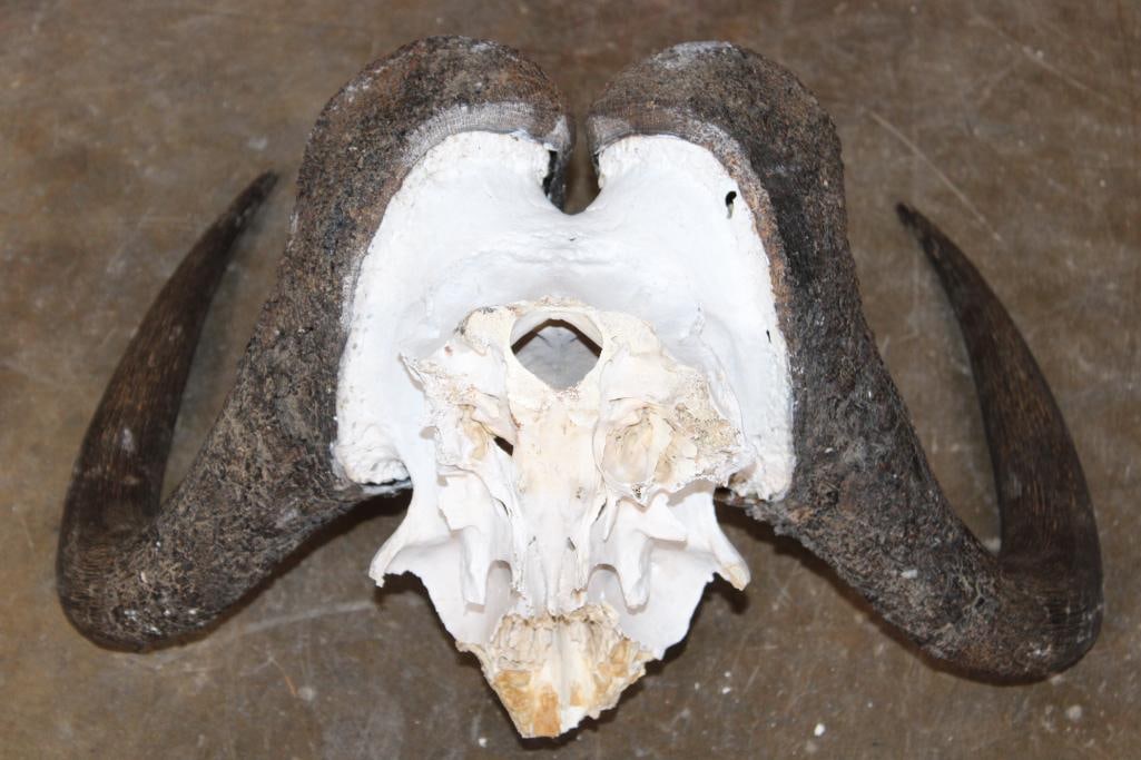 (1) IMPALA Skull and (1) BLACK WILDEBEEST Horns on a Skull Cap - 5
