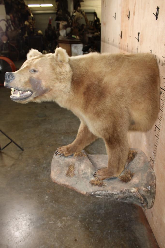 Half-body GRIZZLY or BROWN BEAR with All its Front Claws on a Rock Wall Base - 2