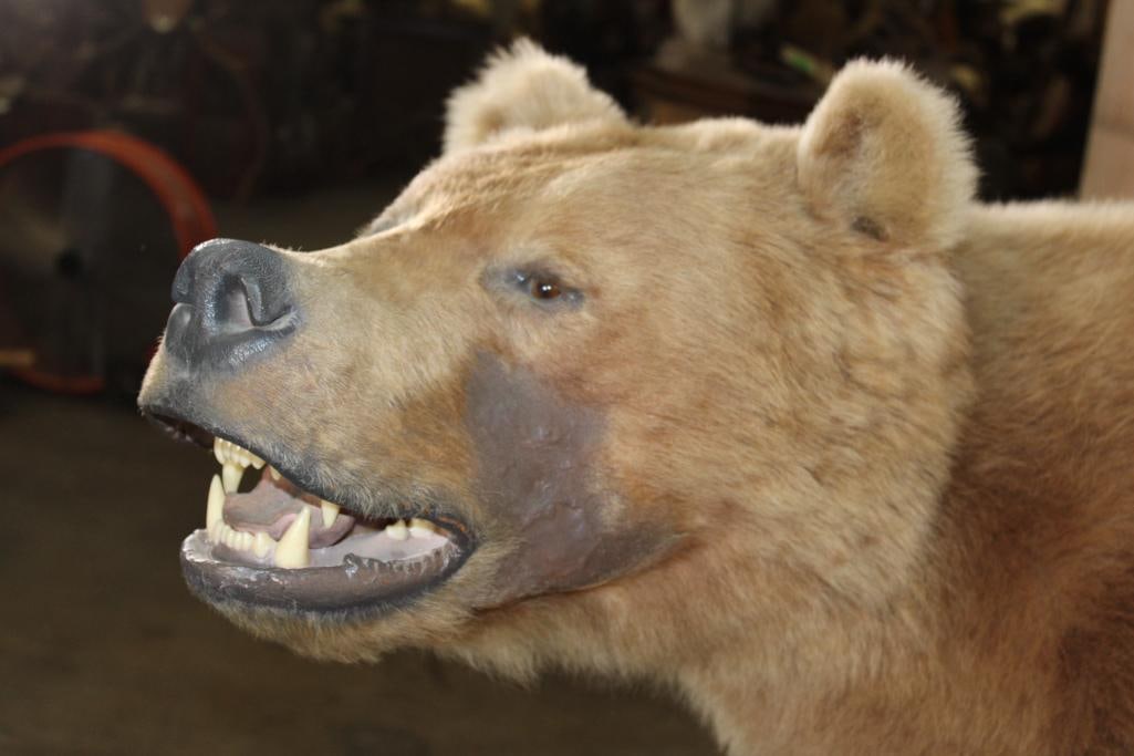 Half-body GRIZZLY or BROWN BEAR with All its Front Claws on a Rock Wall Base - 3