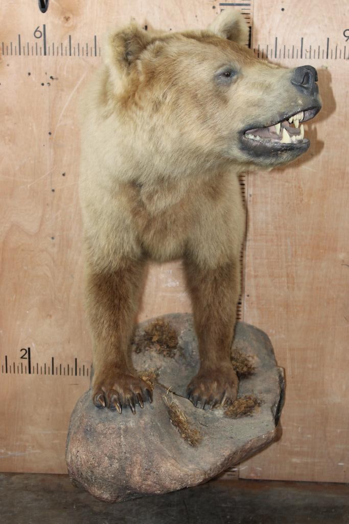 Half-body GRIZZLY or BROWN BEAR with All its Front Claws on a Rock Wall Base - 4