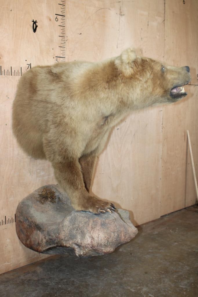 Half-body GRIZZLY or BROWN BEAR with All its Front Claws on a Rock Wall Base - 5