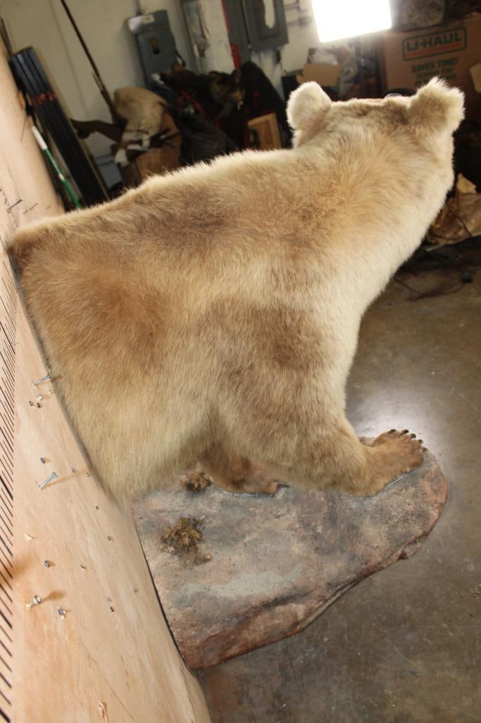 Half-body GRIZZLY or BROWN BEAR with All its Front Claws on a Rock Wall Base - 6