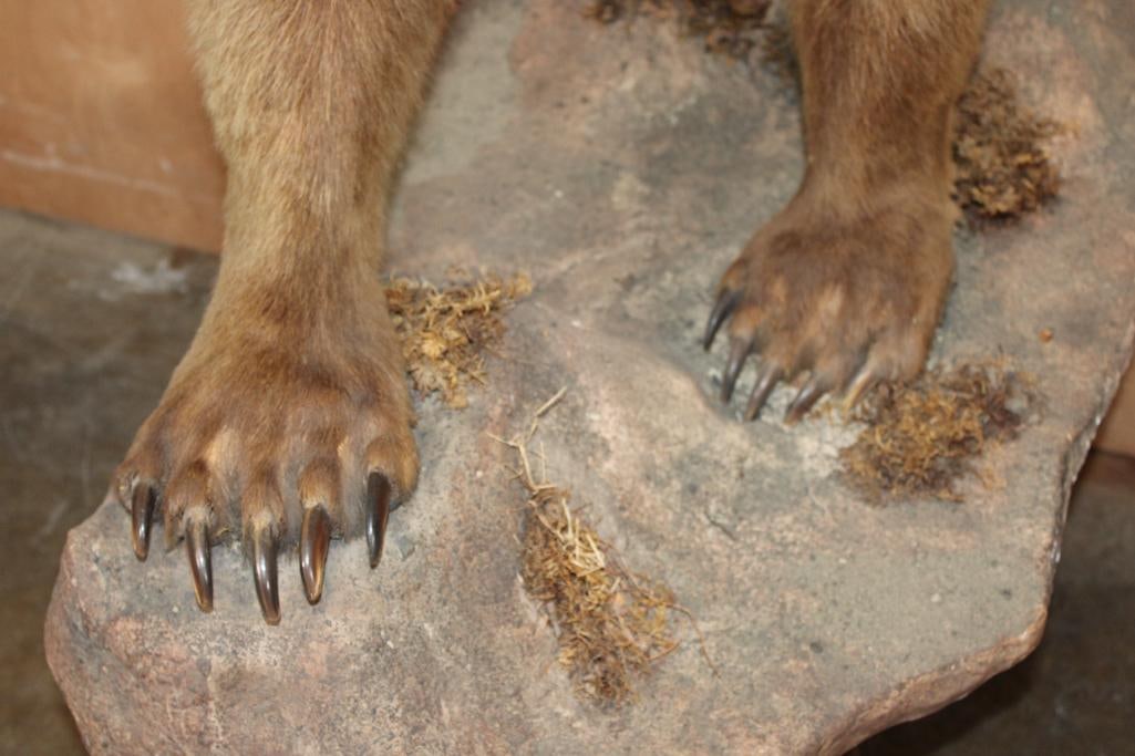 Half-body GRIZZLY or BROWN BEAR with All its Front Claws on a Rock Wall Base - 7