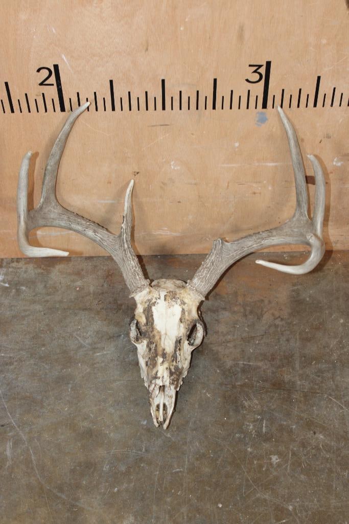 Partially Cleaned 8-Point WHITETAIL DEER Skull and 13-Point WHITETAIL DEER Sheds - 2