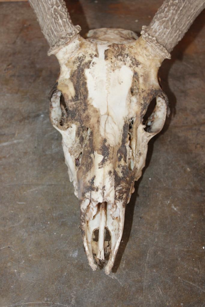 Partially Cleaned 8-Point WHITETAIL DEER Skull and 13-Point WHITETAIL DEER Sheds - 3