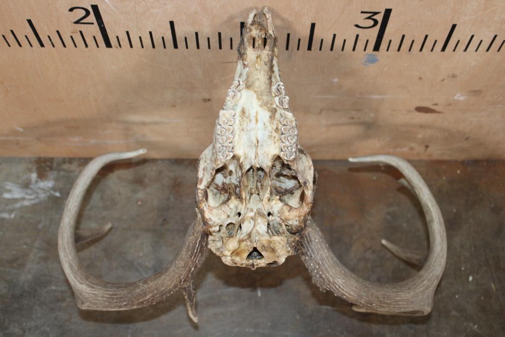 Partially Cleaned 8-Point WHITETAIL DEER Skull and 13-Point WHITETAIL DEER Sheds - 4