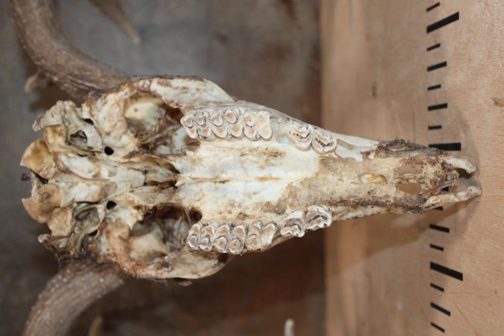 Partially Cleaned 8-Point WHITETAIL DEER Skull and 13-Point WHITETAIL DEER Sheds - 5