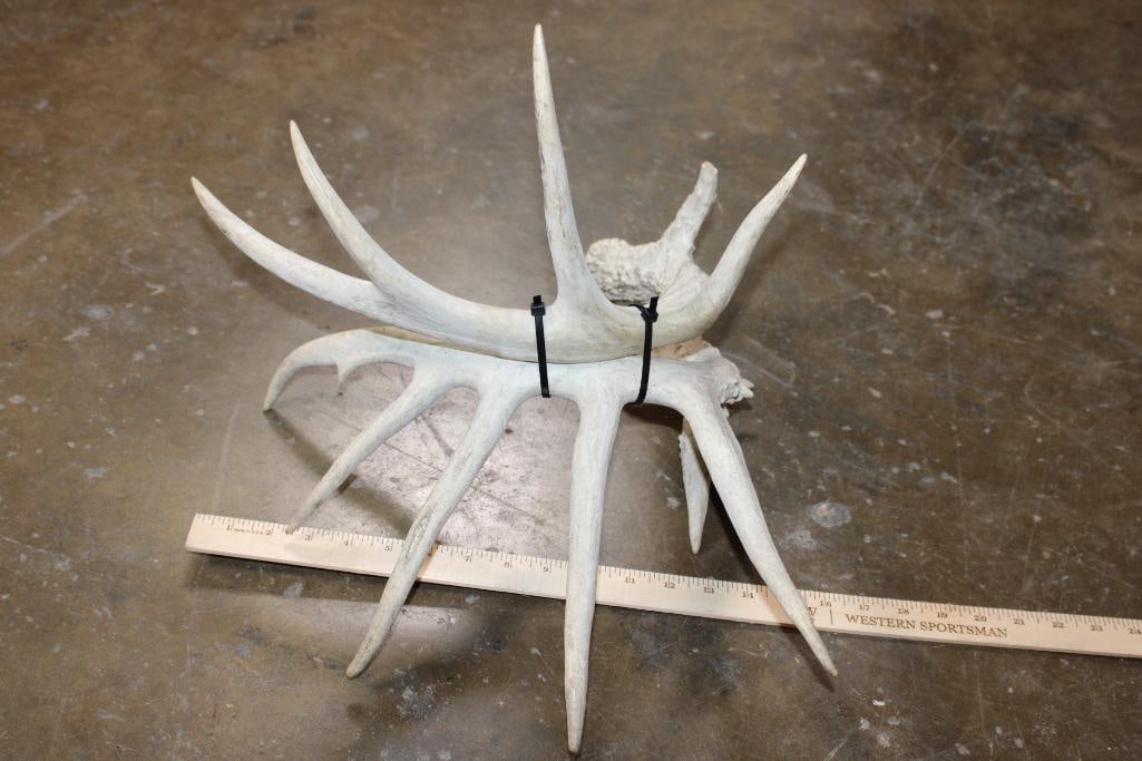Partially Cleaned 8-Point WHITETAIL DEER Skull and 13-Point WHITETAIL DEER Sheds - 6