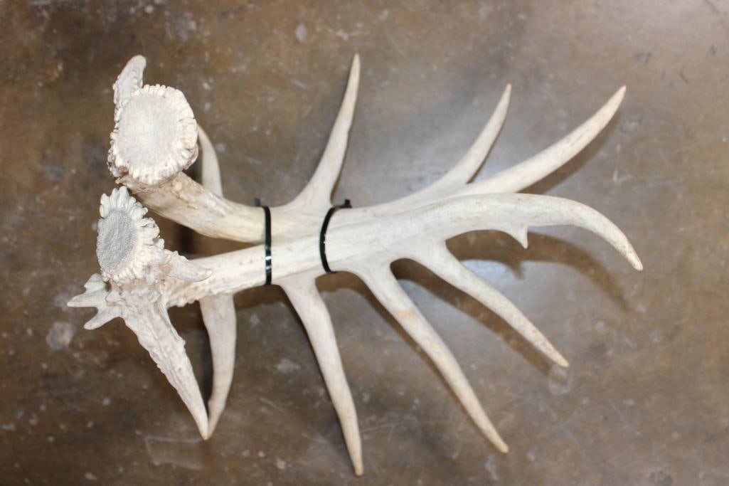 Partially Cleaned 8-Point WHITETAIL DEER Skull and 13-Point WHITETAIL DEER Sheds - 7